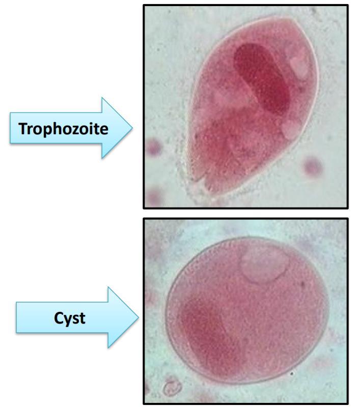 In the trophozoites the Flagella is directed outwards while in the cysts the flagella