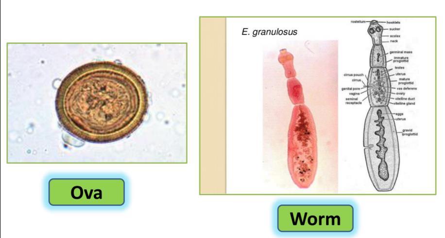 Echinococcus Granulosus The worm contains a Scolex (head) &