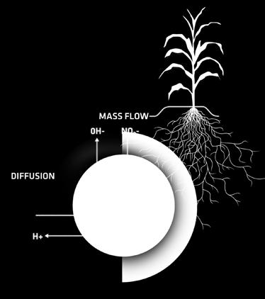 + 20% of potassium uptake occurs by mass flow when nutrients not tightly bound in soil are supplied to the root in water
