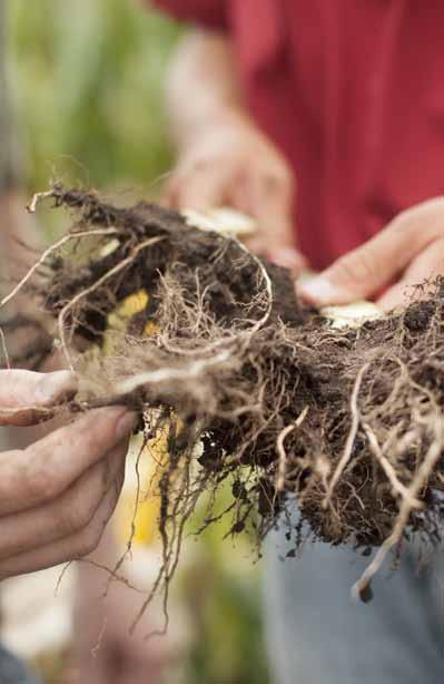 Why Crops Can Go Hungry Factors such as weather, pests, soil type and plant genetics all influence the amount of each nutrient available in a form that