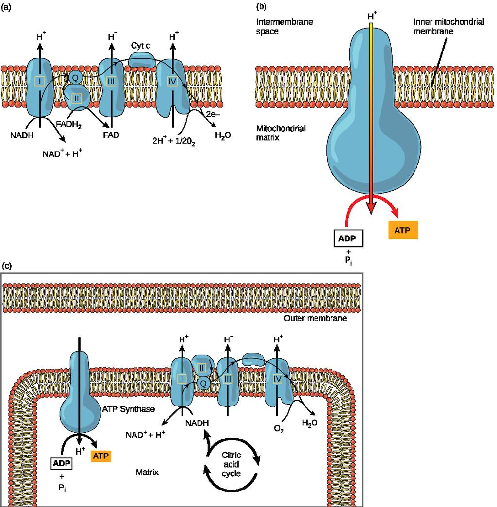 mitochondrial membrane into the intermembrane space, creating an electrochemical gradient.