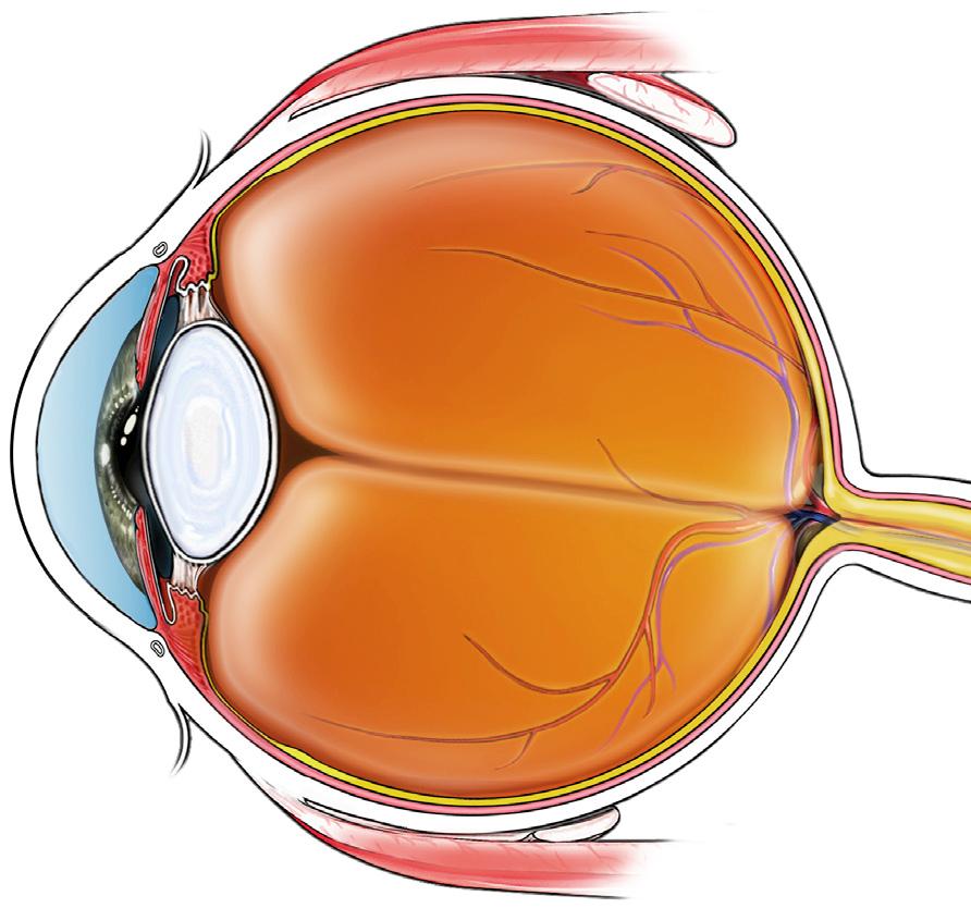 What is glaucoma? The optic nerve carries images from the retina (light-sensitive layer at the back of your eye) to your brain, allowing you to see (see figure 1).