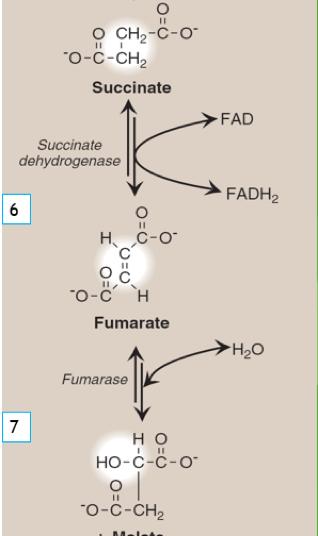 sixth step *oxidation of succinate to fumarate* Succinate Fumarate (4C) Oxidized by coenzyme FAD Succinate Dehydrogenase: FAD is reduced
