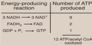 Krebs Cycle: Energy Yield Number of ATP molecules produced from the oxidation of one molecule of acetyl coenzyme A (CoA) using both substrate-level and