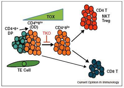 TOX Thymocyte selection-associated high mobility group box protein TOX is involved in the development of CD4 T cells.