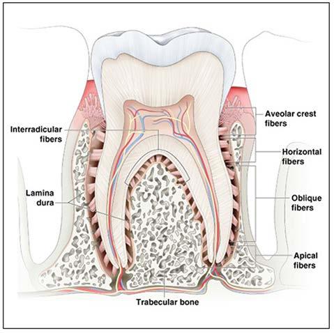 Although, this is not necessarily a sign of periodontal involvement it is imperative to understand the underlying structures and how they interact.