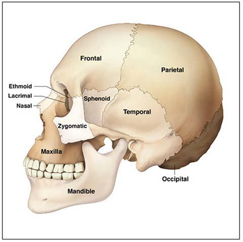 Figure 1. Human Skull. Figure 2. Facial Landmarks. Occipital Bone that forms the posterior portion of the head. Parietal Paired bones at the top of the skull.