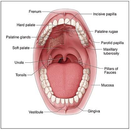 to the most posterior maxillary molar. Maxillary/Mandibular tori Normal bony enlargements that can occur either on the maxilla or mandible. Mucosa Mucous membrane lines the oral cavity.