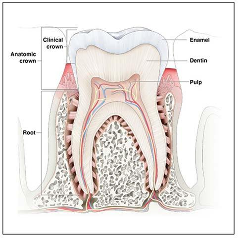 cementum becomes exposed to the oral cavity through gingival recession, this surface can become very sensitive to temperature changes in the mouth (hot and cold).