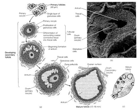 ovarian follicle GRANULOSA CELL THECA CELL