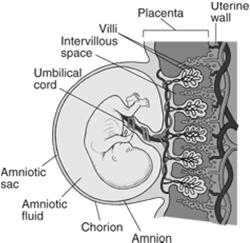 Hormones in Pregnancy Fetal-placental unit www.merckmanuals.