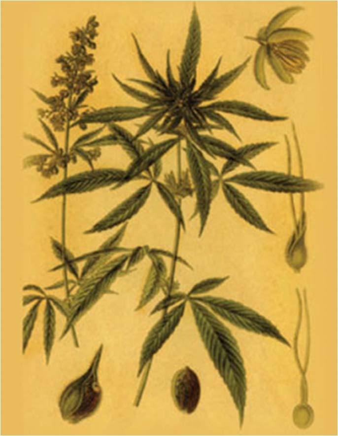 What is Marijuana? Number of slang terms Weed, pot, grass, etc.