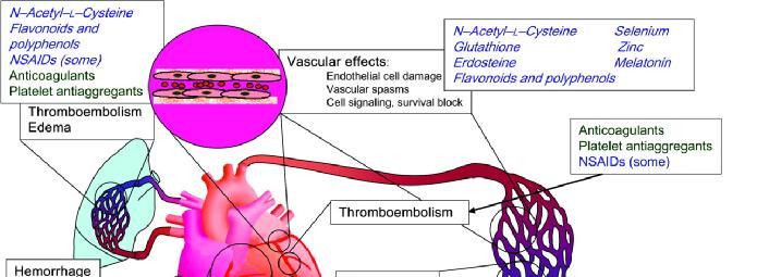 Examples of major mechanisms causing cardiotoxicity of anticancer treatments