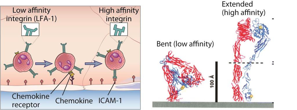 Integrin Activation by Chemokines An important feature of integrins is their ability to