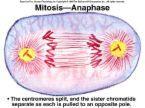 Anaphase Centromeres divide,