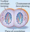 Telophase Nuclear envelope reforms at each pole, chromosomes