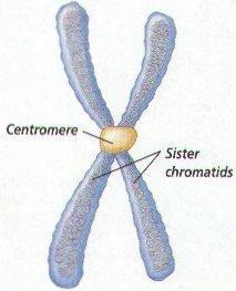 DNA that make up a chromosome centromere: point of attachment