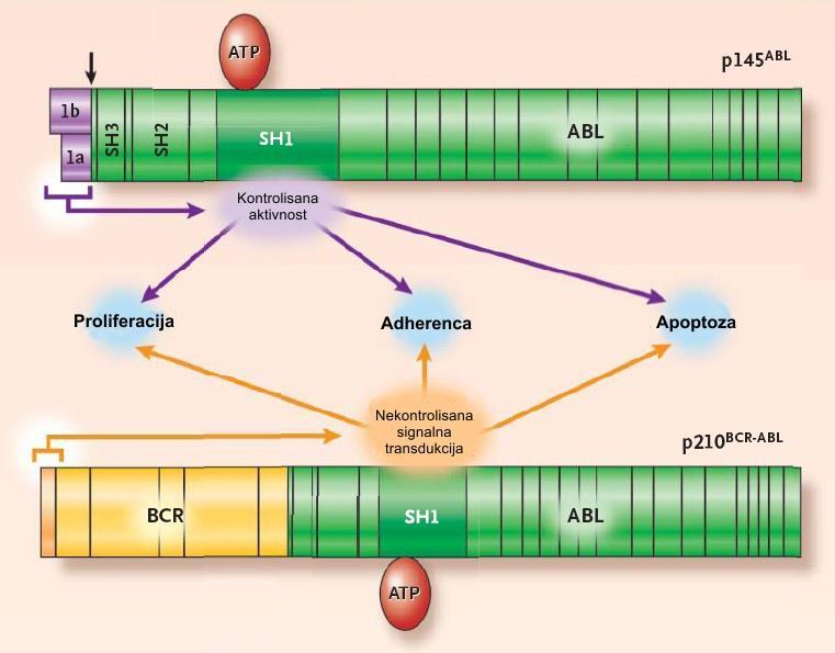 Shema 3. Fiziološka regulacija normalnog ABL proteina i disregulacija BCR-ABL u ključnim ćelijskim procesima kao što su proliferacija, adherencija i apoptoza.