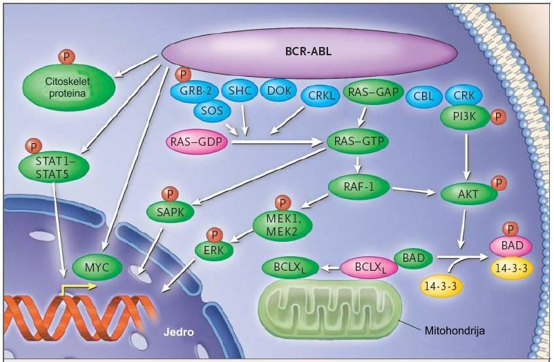 bioloških modela, kao što BCR-ABL-izražavajuće CD34+ ćelije u kulturi ili retroviralna transdukcija BCR-ABL u ćelijama miša, su pokazali da je BCR-ABL onkogen taj koji pokreće patogenezu HML.