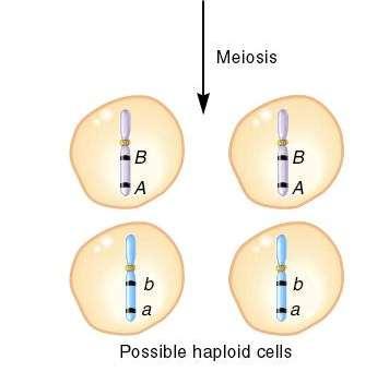 The haploid cells contain the same combination of alleles as the