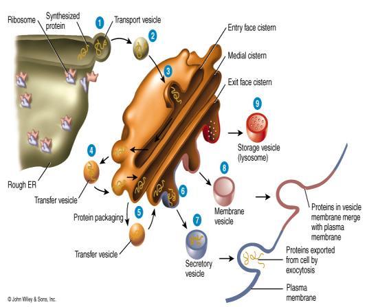 attached ribosomes synthesizes phospholipids, steroids and fats detoxifies harmful substances (alcohol) 2.