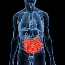 SIBO The pathogenic bacteria interferes with nutrient absorption as they damage the gut lining Also play a role