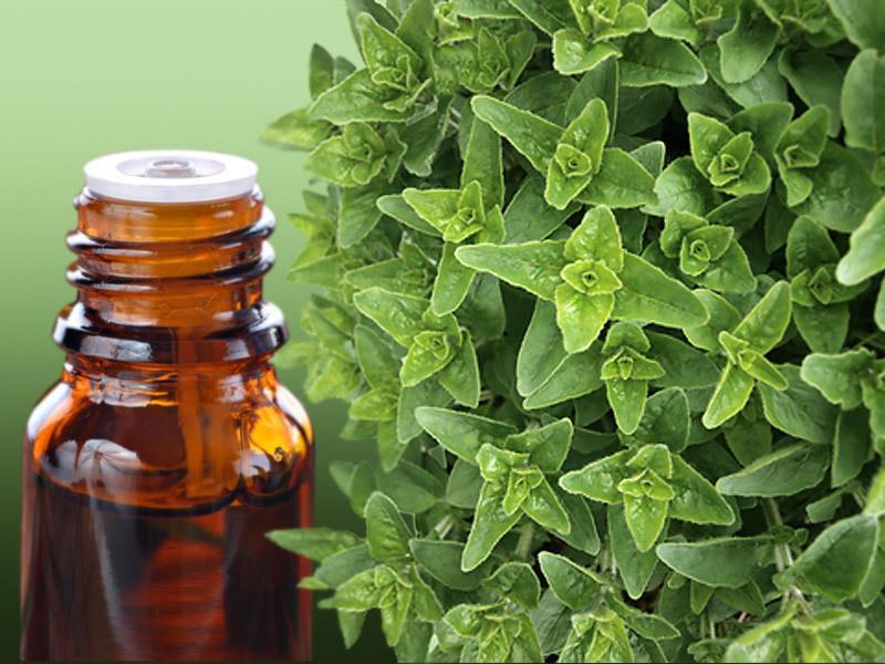 Oil of Oregano Study found: Alternative antibacterial remedies enhancing healing process in bacterial infections and as an effective means for the prevention of