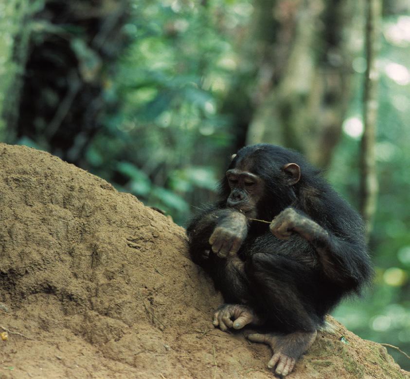1. How do chimpanzees show their feelings? a. They hold hands, make faces, laugh or yell. b.