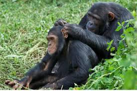 A chimp grooms another chimp.