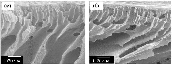Figure 5 shows the SEM photographs of membranes prepared from the casting solution with different amounts of Pluronic F127.