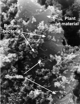 Rumen Microbes Bacteria (10 billion/ml) Sugar, Starch, Fibre