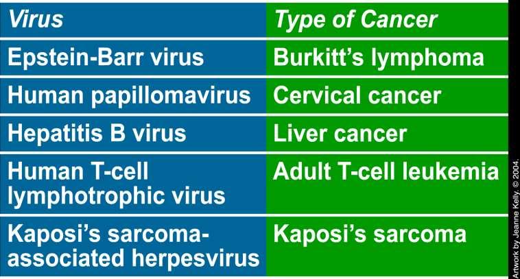 Examples of Human Cancer Viruses Some