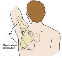Relating to the kinetic chain, the scapulothoracic region is a stable joint located between two mobile regions: the thoracic spine and glenohumeral joint.