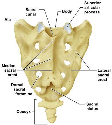 Sacrum and Coccyx: Posterior View Bony Thorax (Thoracic Cage) The thoracic cage is composed of the thoracic vertebrae