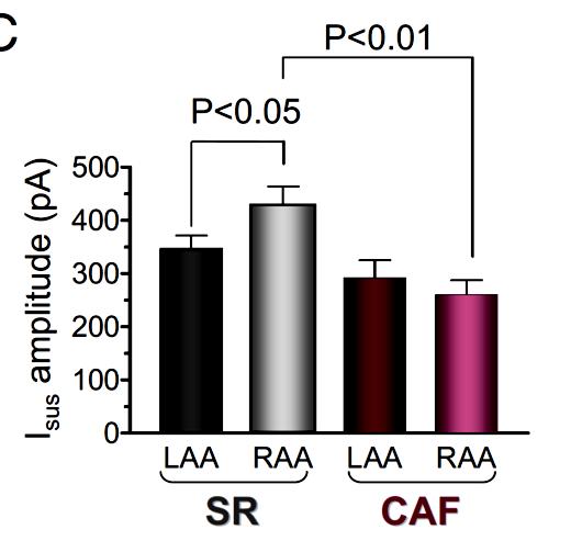I sus in right and left atria from patients with CAF 1. CAF-induced remodeling reduced the RA-to-LA resemblance: Increased I sus -predominant cells in the RA 2.