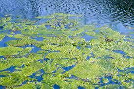 Nitrogen effects Nitrogen and phosphorus promote plant growth which can result in eutrophication (and
