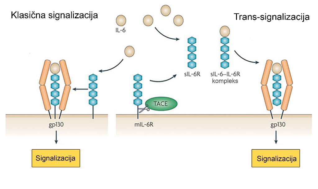 UVOD epitelijalne ćelije) [Scheller i sar., 2011]. Stimulacija ćelija koje nemaju mil-6r omogućena je preko procesa trans-signalizacije.