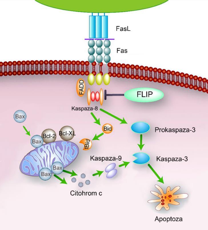 UVOD Unutrašnji put ćelijske smrti posredovan je familijom proteina Bcl-2 koja reguliše propustljivost mitohondrijske membrane.