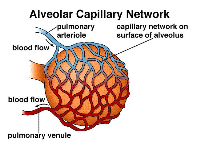 Dr. Ali Naji Pulmonary circulation Lung Blood supply : lungs have a unique blood supply system : 1. Pulmonary circulation 2.
