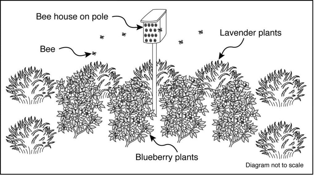Steps to Do the Plan: 1. Put a bee house in the middle of the blueberry plants. 2. Plant lavender plants around the edge of the blueberry plants. 3. Water the garden every day. 4.
