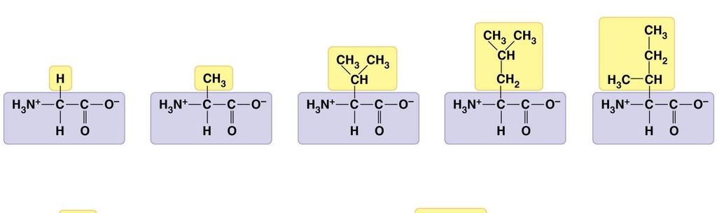 16a Glycine (Gly or G) Alanine (Ala or A) Valine (Val or V) Leucine (Leu or L) Isoleucine (Ile or I) Nonpolar side chains; hydrophobic Side chain Methionine (Met or M)