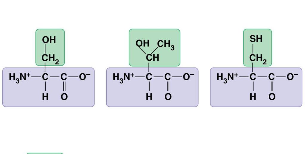 Figure 5.16b Polar side chains; hydrophilic Figure 5.