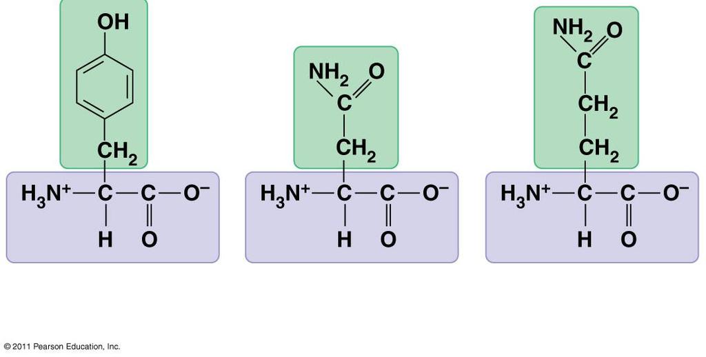(Thr or T) Cysteine (Cys or C) Acidic (negatively charged) Aspartic acid (Asp or D) Glutamic acid (Glu