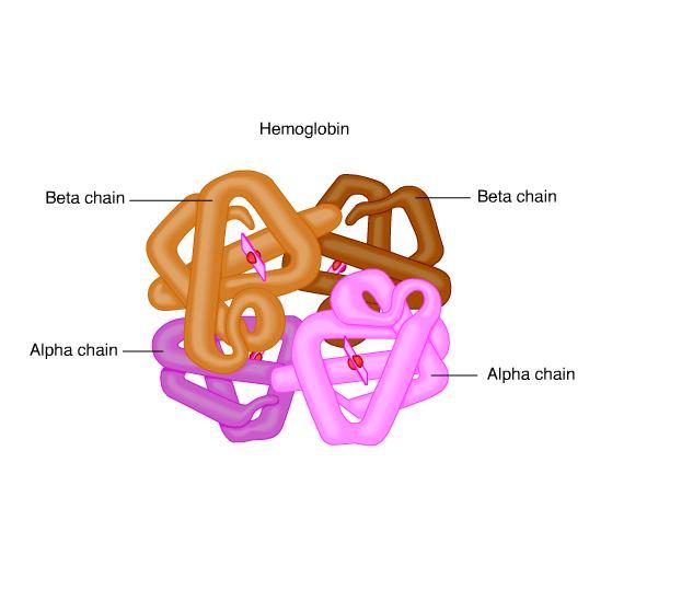 Heme Iron subunit subunit four identical polypeptides