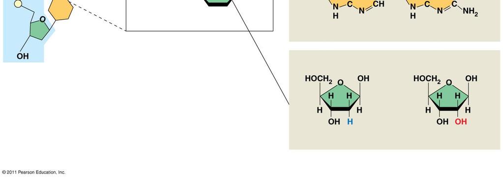 There are 5 nucleotide bases: Adenine, Thymine, Uracil, Guanine, Cytosine Nucleic Acids 26 Sugar-phosphate backbone 5 end Nitrogenous bases Pyrimidines