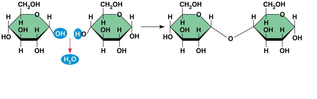 formed when a dehydration reaction joins two monosaccharides 6 (a)