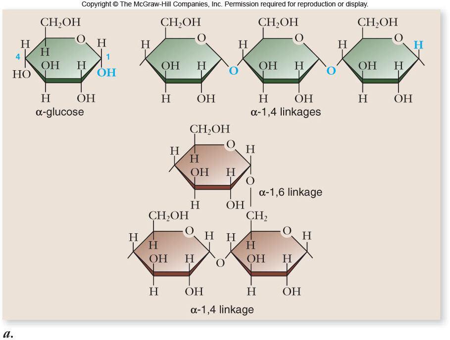 the synthesis of maltose Maltose 1 2 glycosidic 1 linkage 2
