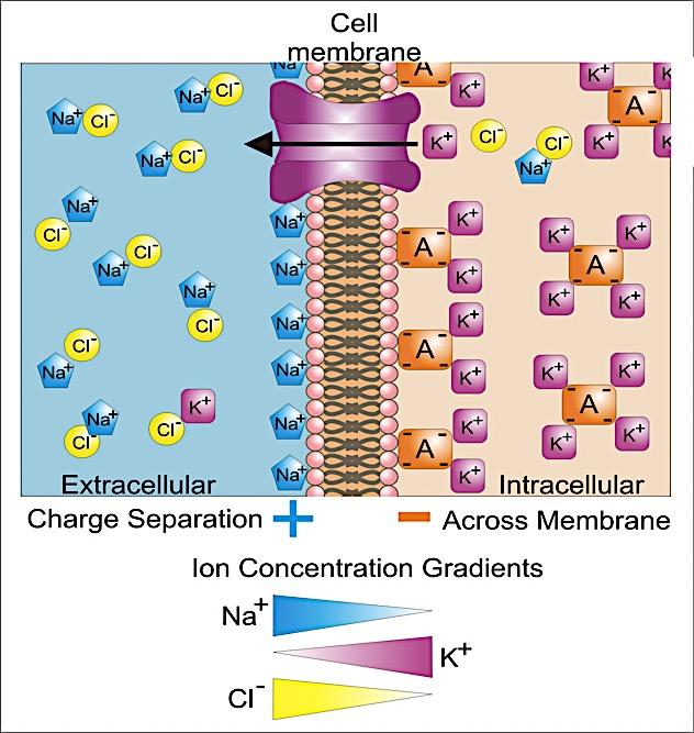 Station 21 : ACTION POTENTIAL A stimulus causes sodium ions to flow through the cell membrane into the neuron.