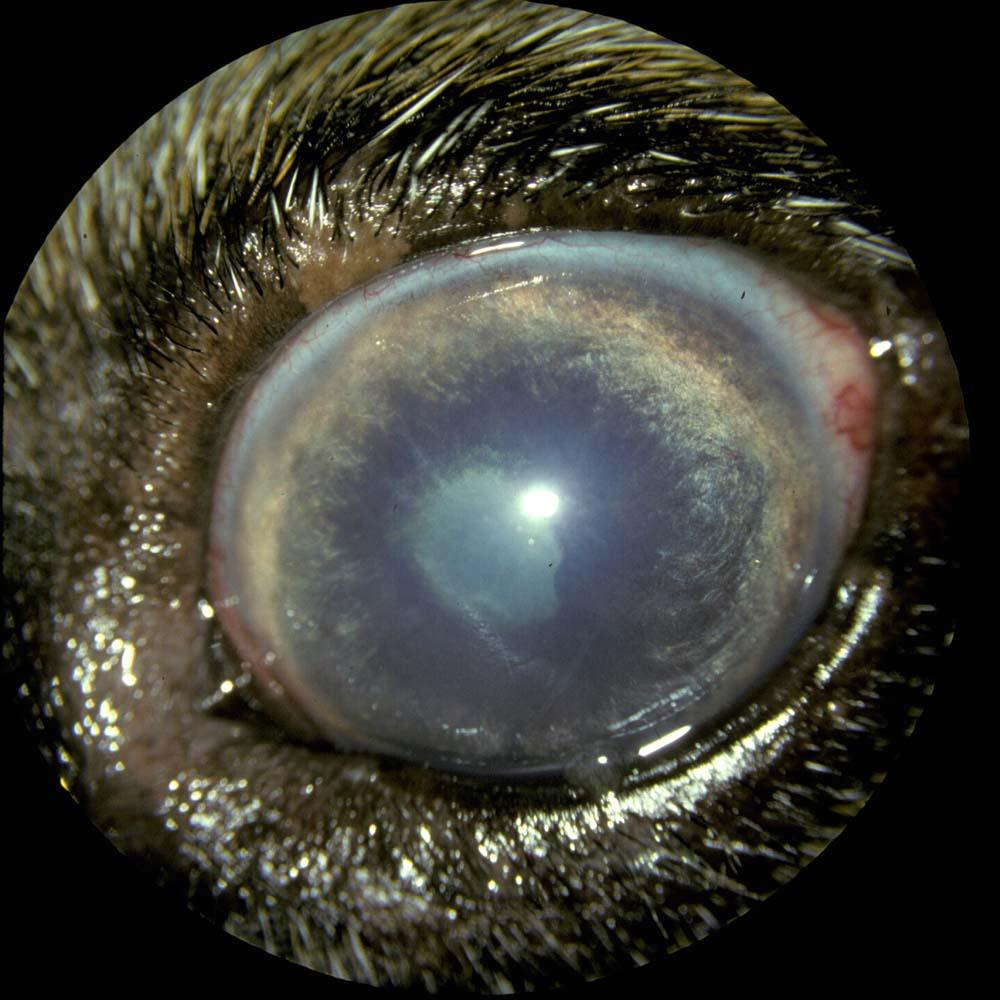 Misinterpretation of Signs By Owner Beagle, 7 years old Rx for 6 months with Russian cataract dissolving drug Owner