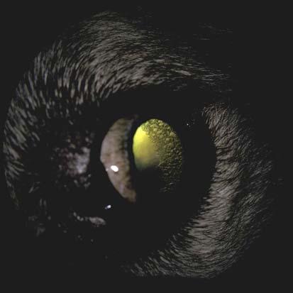 cataract Rottweiler 9 years